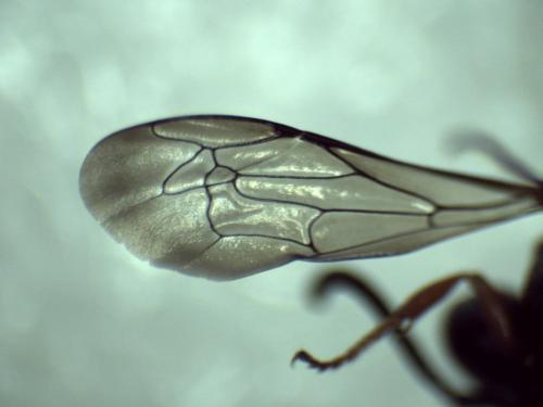 Brachystegus scalaris
